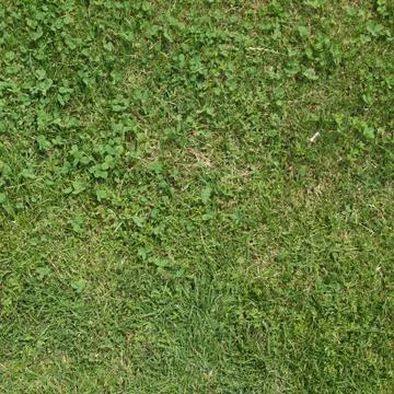 Meadow grass Stock Photos