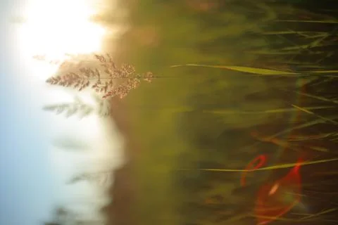 Meadow grass 스톡 사진