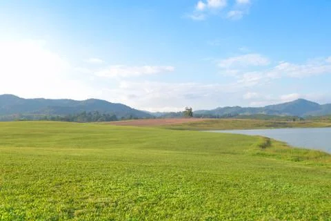 Meadow grass Foto stock