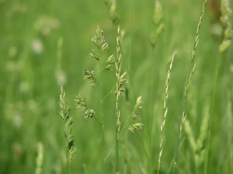 Meadow grass Stock Photos