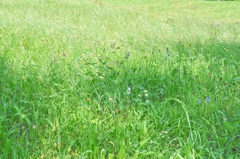 Meadow grass Stock Photos