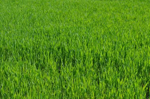 Meadow grass Foto stock