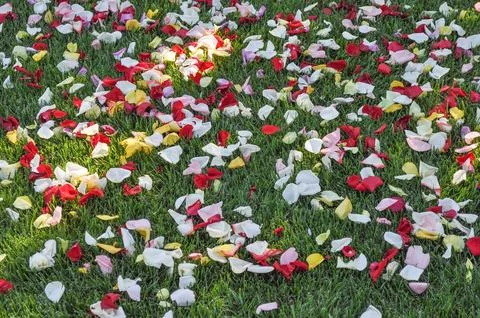 Meadow grass Stock Photos