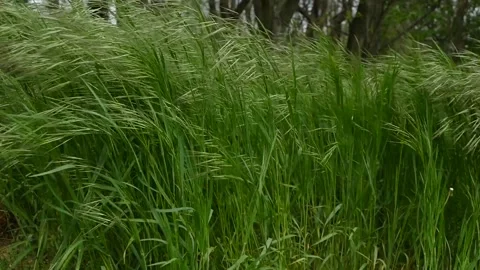 Meadow grass. Slow motion. Blowing wind bend blades of grass Stock Footage 136757559