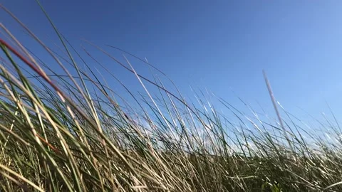 Meadow grass in Slow Motion Stock Footage 194671980