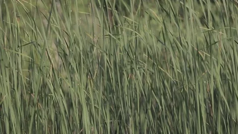 Meadow Grass Slowly Swaying In The Wind Natural Green Background. Wild Plants Stock Footage 141718542