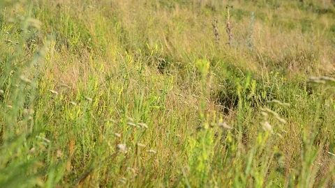 Meadow grass in steppe at the end of summer Stock Footage 70359115