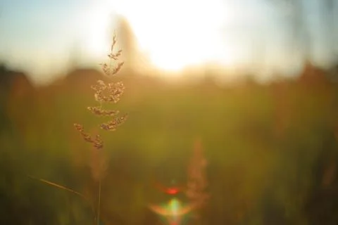 Meadow grass in the sun. Stock Photos