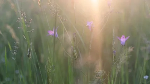 Meadow grass with sunset in the background. Stock Footage 117044515