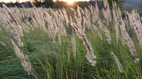 Meadow grass at sunset Stock Footage 114758265
