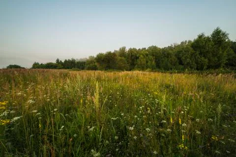 Meadow grass at sunset Stock Photos