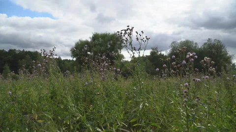 Meadow grass swaying in the wind Stock Footage 113315933