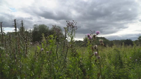 Meadow grass swaying in the wind Stock Footage 130214735