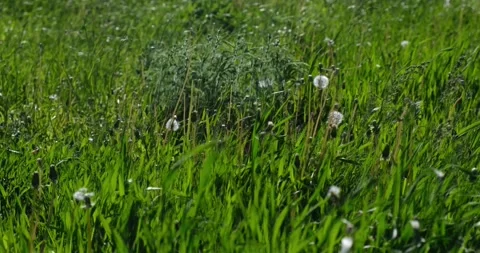 Meadow grass sways in the wind on a sunny summer day. The concept of nature Stock Footage 207022920