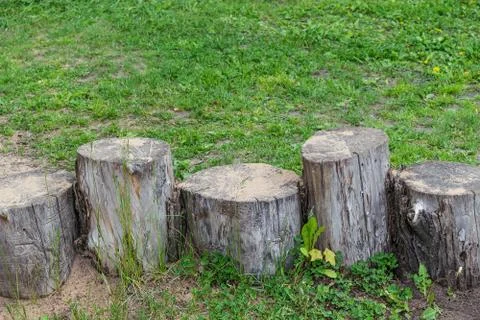 On the meadow grass there are five stumps of different height and thickness. Stock Photos
