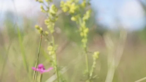 Meadow grass, Ukraine Stock Footage