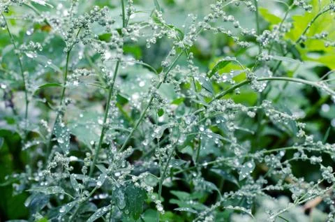 Meadow grass under dew drops, after the rain. Beautiful nature background. Stock Photos