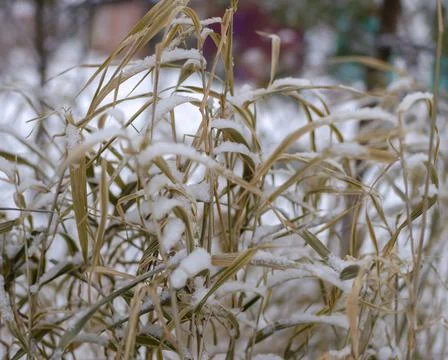 Meadow grass under a layer of snow Stock Photos