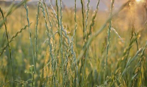 Meadow grass in the valley Stock Photos