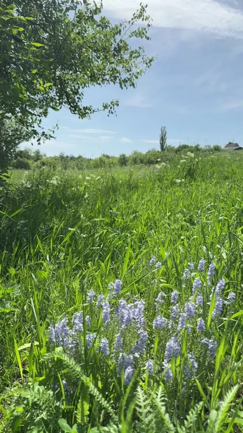 Meadow grass with veronica blue flowering plant in spring, vertical video. Stock Footage 345544178