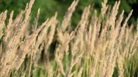Meadow of grass on the wind Video stock 65411231