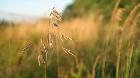 Meadow of grass on the wind Stockbeeldmateriaal 67541286