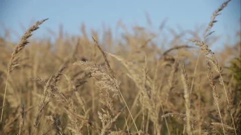 Meadow of grass on the wind Video stock 68610915