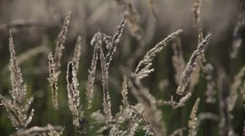 Meadow of grass on the wind Stock Footage 68611052