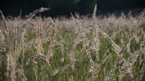 Meadow of grass on the wind Stock Footage 68611076