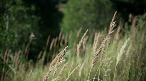 Meadow of grass on the wind Stock Footage 68618490