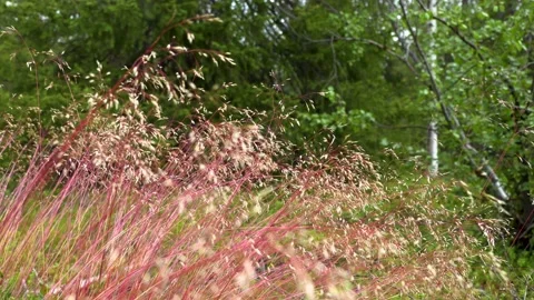 Meadow, grass in the wind. 動画素材 221722449