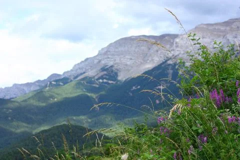 Meadow grasses on the background of mountains Stock Photos