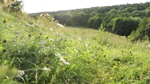 Meadow grasses in spring Stock Footage 235789366