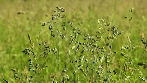 Meadow grasses in the summer wind Stock-Footage 155735187