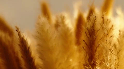 MEADOW GRASSES SUNSET Stock Footage 288836273