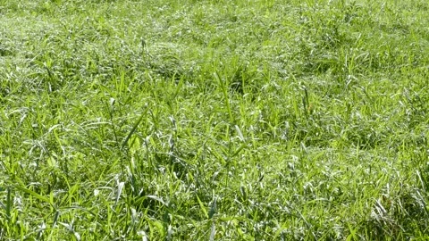 Meadow, grasses in the wind Video stock 168279657