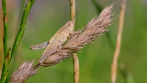 Meadow Grasshopper, Chorthippus parallelus in habitat Stock Footage 157695339