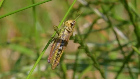 Meadow Grasshopper, Chorthippus parallelus in habitat Stock Footage 157695736