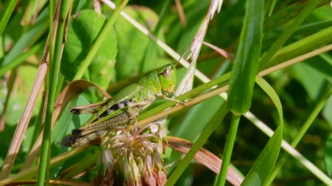 Meadow Grasshopper, Chorthippus parallelus in habitat Видео 157696198
