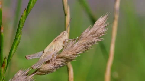 Meadow Grasshopper, Chorthippus parallelus in habitat Stock Footage 157697635