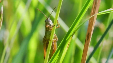 Meadow Grasshopper, Chorthippus parallelus in habitat Stock Footage 157723609