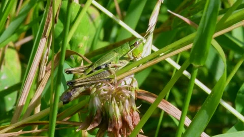 Meadow Grasshopper, Chorthippus parallelus in habitat Stock Footage 157723900
