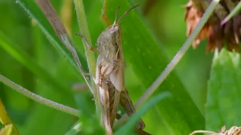 Meadow Grasshopper, Chorthippus parallelus in habitat Stock-Footage 157724878
