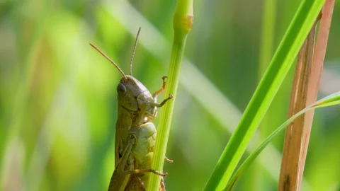 Meadow Grasshopper, Chorthippus parallelus in habitat Stock Footage 157724890