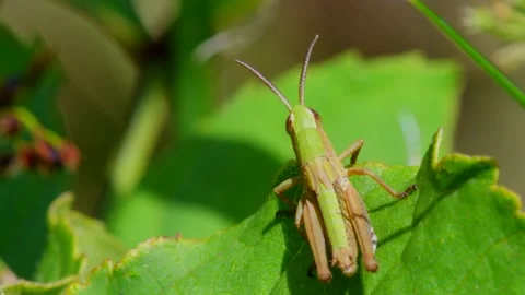 Meadow Grasshopper, Chorthippus parallelus in habitat Видео 157725194