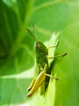 Meadow grasshopper, Chorthippus parallelus 스톡 일러스트