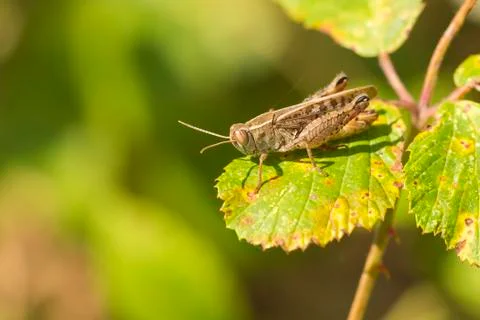 Meadow Grasshopper - Chorthippus parallelus Stock Photos