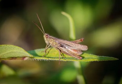 Meadow grasshopper (Chorthippus parallelus) Stock Photos