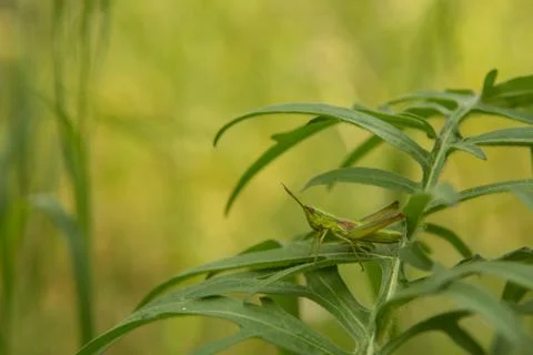 Meadow grasshopper, grasshopper Stock Photos