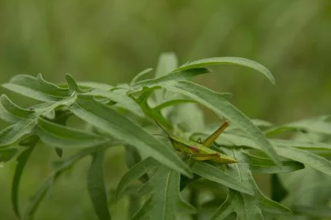 Meadow grasshopper, grasshopper Stock Photos